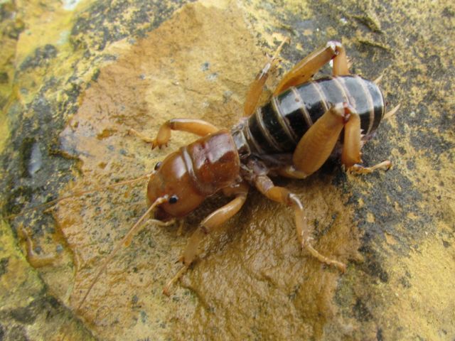 Jerusalem Cricket